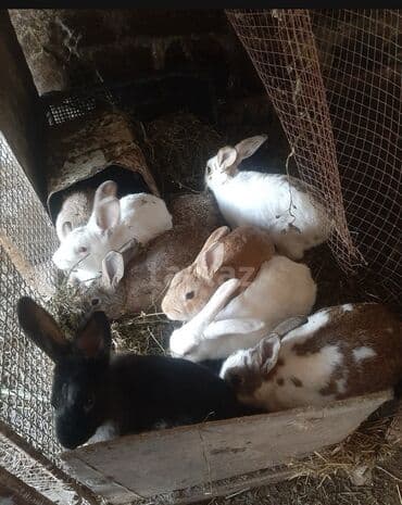 SALAM 14 DƏNƏDİ OPTOM ALANA ENDİRİM Erkeklerni kesen 3kq Biri 14 den lalafo.az -da SALAM 14 DƏNƏDİ OPTOM ALANA ENDİRİM Erkeklerni kesen 3kq Biri 14 den