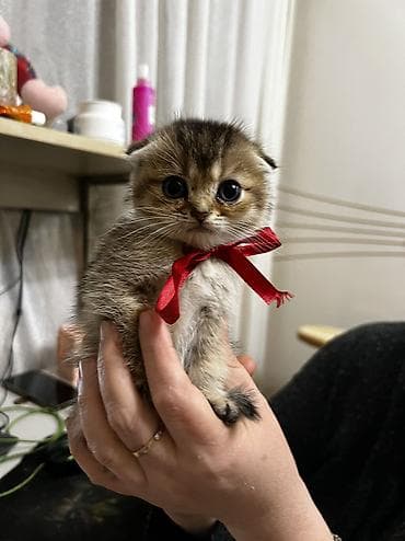 Qızıl şinşilla, Ünvandan götürmə lalafo.az -da Qızıl şinşilla, Ünvandan götürmə