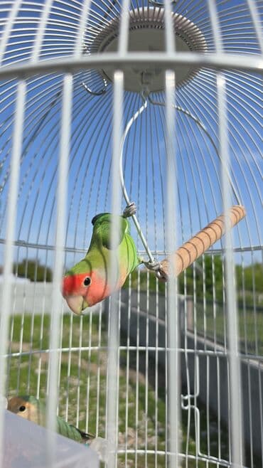 Salam satram Nerazulçnk 8 aylqdi erkey tam saqlam quşdu. Waçapada lalafo.az -da Salam satram Nerazulçnk 8 aylqdi erkey tam saqlam quşdu. Waçapada