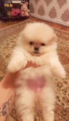 Şpitz, 2 ay lalafo.az -da Şpitz, 2 ay