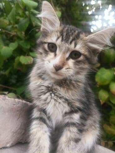 Tabbi, Erkək, Yaxşı əllərə, Ünvandan götürmə lalafo.az -da Tabbi, Erkək, Yaxşı əllərə, Ünvandan götürmə