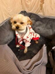 Yorkşir teryer, 2 il, Dişi, Peyvəndli, Pulsuz çatdırılma lalafo.az -da Yorkşir teryer, 2 il, Dişi, Peyvəndli, Pulsuz çatdırılma