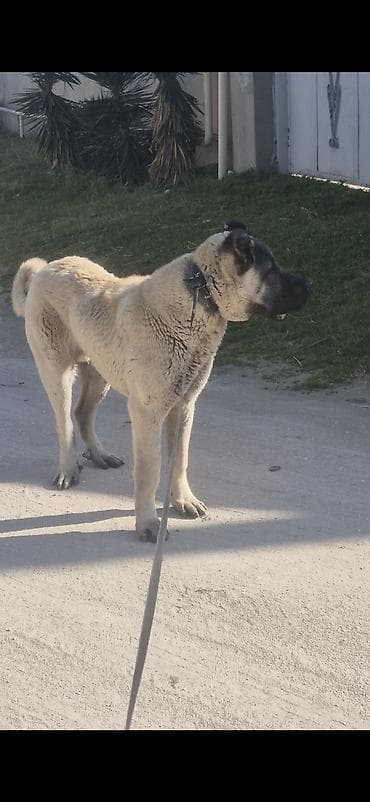 Kanqal, 8 ay, Erkek, Peyvəndli, Ödənişli çatdırılma lalafo.az -da Kanqal, 8 ay, Erkek, Peyvəndli, Ödənişli çatdırılma