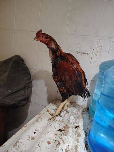 Salam heyrati xoruzu satilir cavan heyvandi tuleydedi üz almır başı lalafo.az -da Salam heyrati xoruzu satilir cavan heyvandi tuleydedi üz almır başı