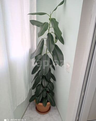 Fikus elastika (rezin ağacı) – dekorativ otaq bitkisi - Uzun, parlaq lalafo.az -da Fikus elastika (rezin ağacı) – dekorativ otaq bitkisi - Uzun, parlaq