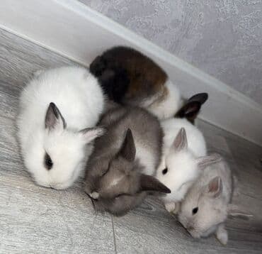 Xırda sort karlık balaları her renqde var lalafo.az -da Xırda sort karlık balaları her renqde var