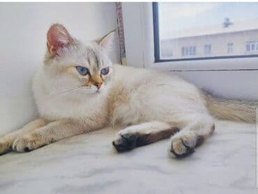 Şotland, Dişi, Yaxşı əllərə, Ünvandan götürmə lalafo.az -da Şotland, Dişi, Yaxşı əllərə, Ünvandan götürmə