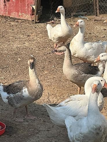 Qaz sürüsü – ağ və boz rəngli yerli ətlik/yumurtalıq linda kuban cinsi at lalafo.az Qaz sürüsü – ağ və boz rəngli yerli ətlik/yumurtalıq linda kuban cinsi
