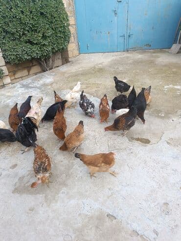 Məhsul: Ev şəraitində saxlanılan toyuqlar (qarışıq rəng və cinslər) lalafo.az -da Məhsul: Ev şəraitində saxlanılan toyuqlar (qarışıq rəng və cinslər)