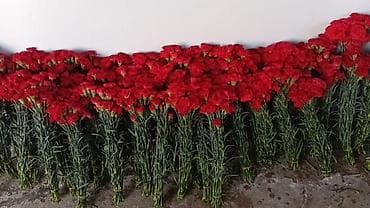 Qərənfil gülünün topdan və pərakəndə satışı mövcuddur öz isti lalafo.az -da Qərənfil gülünün topdan və pərakəndə satışı mövcuddur öz isti