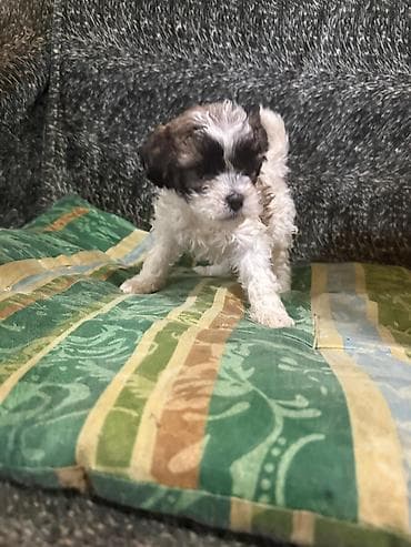 Pudel, Erkek lalafo.az -da Pudel, Erkek