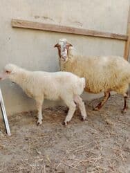 Ana bala qoyun satılır! Bala dişidir !Ana 15 gün olar qoça gəlib.Ünvan lalafo.az -da Ana bala qoyun satılır! Bala dişidir !Ana 15 gün olar qoça gəlib.Ünvan