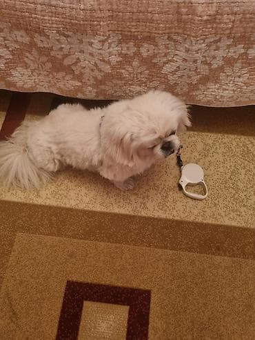 Pekines, 2 il, Erkek, Peyvəndli, Ünvandan götürmə lalafo.az -da Pekines, 2 il, Erkek, Peyvəndli, Ünvandan götürmə