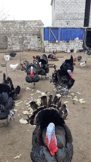 Bronza cinsli hinduşkalar - Cins: Şimali Amerikanın ağır bronza lalafo.az -da Bronza cinsli hinduşkalar - Cins: Şimali Amerikanın ağır bronza