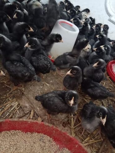 Toyuq cücələri, Ətlik lalafo.az -da Toyuq cücələri, Ətlik