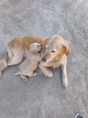 Retriever, 2 ay, Erkek, Sənədli, Ünvandan götürmə lalafo.az -da Retriever, 2 ay, Erkek, Sənədli, Ünvandan götürmə