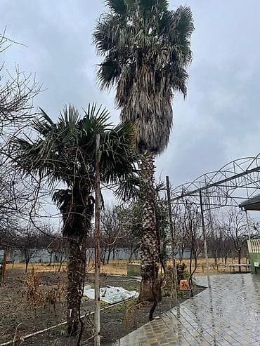 📍📍 TƏCİLİ PALMA SATILIR: həyət üçün iri dekorativ palma ağacları lalafo.az -da — 1 📍📍 TƏCİLİ PALMA SATILIR: həyət üçün iri dekorativ palma ağacları — 1