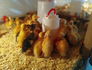 Dişi, | Kuban, Yumurtalıq, Ünvandan götürmə, Pulsuz çatdırılma, Ödənişli çatdırılma lalafo.az -da Dişi, | Kuban, Yumurtalıq, Ünvandan götürmə, Pulsuz çatdırılma, Ödənişli çatdırılma