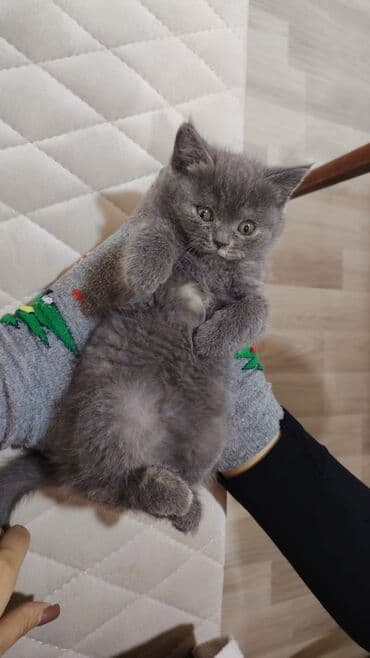 Britan, Dişi lalafo.az -da Britan, Dişi