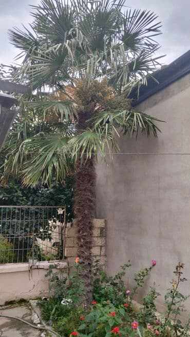 Trachycarpus fortunei (yelpənəkvari xurma) ağacı - Növ: Dekorativ lalafo.az -da Trachycarpus fortunei (yelpənəkvari xurma) ağacı - Növ: Dekorativ
