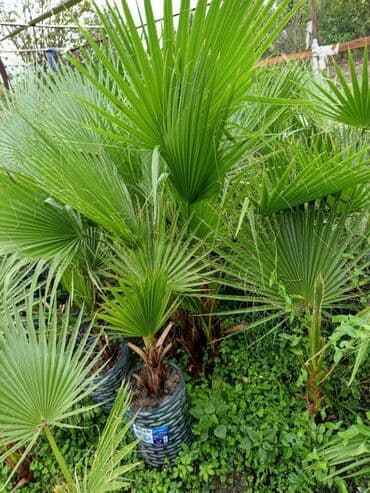 Vasiqton sortudu bular her olcude var boyukler 20 manatdi oz lalafo.az -da — 4 Vasiqton sortudu bular her olcude var boyukler 20 manatdi oz — 4