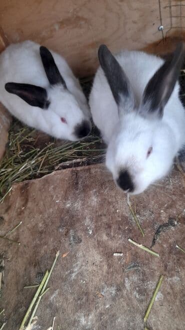 Salam. Gördüyünüz 3 aylıq KALİFORNİYA lar satılır. Almaq istəyən lalafo.az -da Salam. Gördüyünüz 3 aylıq KALİFORNİYA lar satılır. Almaq istəyən