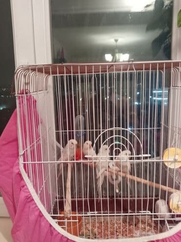 4 valnis 2erkək 2dişi ünvan ayna sultanova qəfəs qarşıq satılır lalafo.az -da 4 valnis 2erkək 2dişi ünvan ayna sultanova qəfəs qarşıq satılır