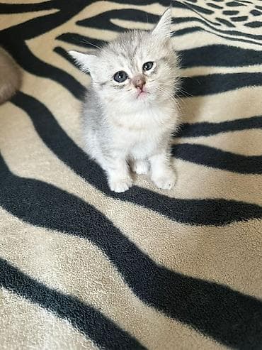 Yumşaq tüklü, açıq boz-krem rəng çalarlarında balaca pişik balaları lalafo.az -da Yumşaq tüklü, açıq boz-krem rəng çalarlarında balaca pişik balaları