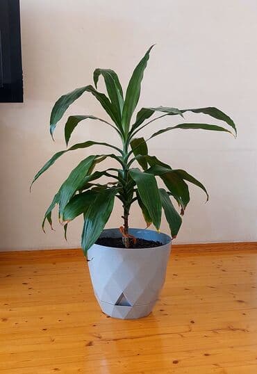 KORNİ DRASENA.Ev ofis üçün dekorativ Təbii bitki.Hündürlüyü 1.50 lalafo.az -da KORNİ DRASENA.Ev ofis üçün dekorativ Təbii bitki.Hündürlüyü 1.50