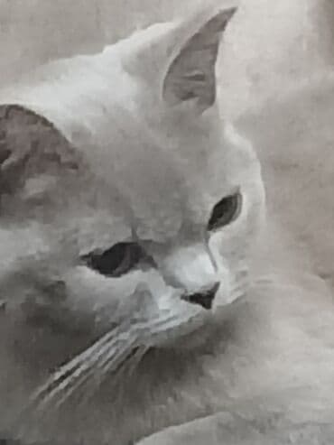 Şotland, Dişi, Yaxşı əllərə, Ünvandan götürmə lalafo.az -da Şotland, Dişi, Yaxşı əllərə, Ünvandan götürmə