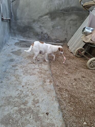 Zvonok, 2 il, Dişi, Peyvəndli, Ünvandan götürmə lalafo.az -da Zvonok, 2 il, Dişi, Peyvəndli, Ünvandan götürmə