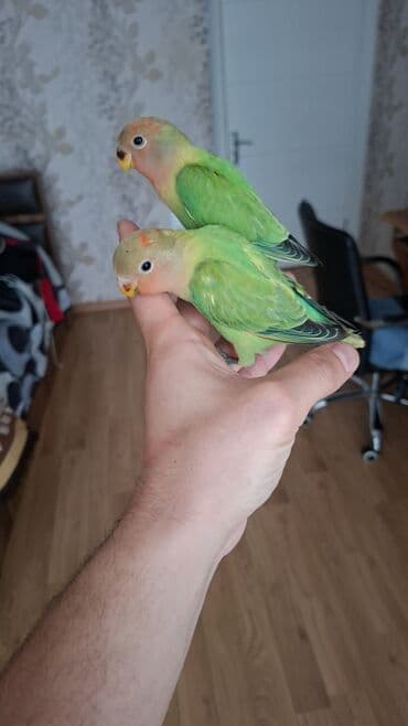 3 aylıq erkek dişi nerazluçnilerdi.8 ədəd yeme dusen valnist balaları lalafo.az -da 3 aylıq erkek dişi nerazluçnilerdi.8 ədəd yeme dusen valnist balaları