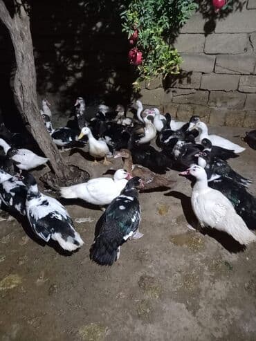 Ləpələr: Məhsul: Ördək – diri və təmizlənmiş (kəsilmiş) ət Təsvir: - Muskoviy lalafo.az -da — 3 Ləpələr: Məhsul: Ördək – diri və təmizlənmiş (kəsilmiş) ət Təsvir: - Muskoviy — 3