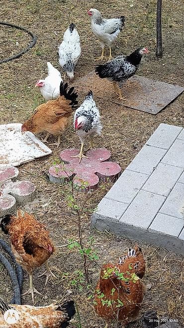 Cücələr – qarışıq yerli yumurtacı xəttlər - Fotoşəkillərdə görünən ev lalafo.az -da Cücələr – qarışıq yerli yumurtacı xəttlər - Fotoşəkillərdə görünən ev