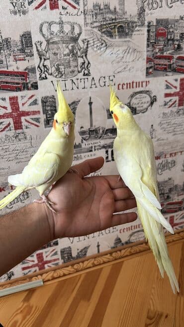 Erkək Korella papuqayı satılır Dekabrın 1-i doğulub Boz rəngi və lalafo.az -da Erkək Korella papuqayı satılır Dekabrın 1-i doğulub Boz rəngi və