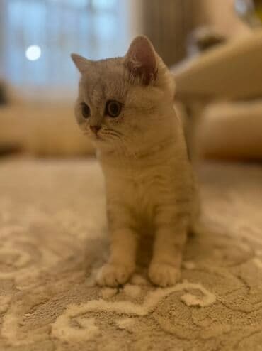 Britan, Erkək, Yaxşı əllərə, Pulsuz çatdırılma, Ünvandan götürmə lalafo.az -da Britan, Erkək, Yaxşı əllərə, Pulsuz çatdırılma, Ünvandan götürmə