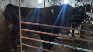 Ətlik Dana satılır təmiz sağlam heyvanlardir çəkisi 200 kq yuxarıdır lalafo.az -da Ətlik Dana satılır təmiz sağlam heyvanlardir çəkisi 200 kq yuxarıdır