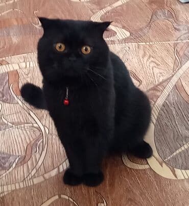 Şotland, Erkək lalafo.az -da Şotland, Erkək