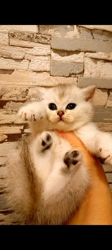 Britan, Erkək, Dişi, Yaxşı əllərə, Ünvandan götürmə lalafo.az -da Britan, Erkək, Dişi, Yaxşı əllərə, Ünvandan götürmə