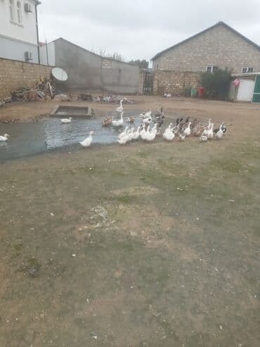 Qaz və ördək sürüsü satılır - Növlər: ağ və qarışıq rəngli ev lalafo.az -da Qaz və ördək sürüsü satılır - Növlər: ağ və qarışıq rəngli ev