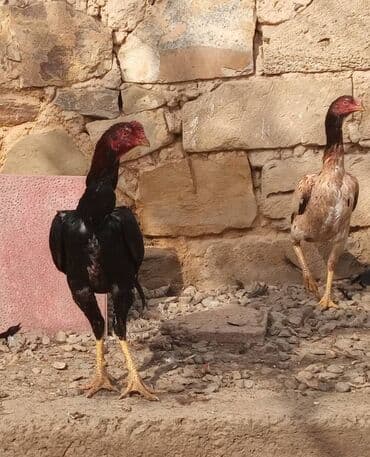 Xoruz, Ağdam, il: <1, Ödənişli çatdırılma, Ünvandan götürmə lalafo.az -da Xoruz, Ağdam, il: <1, Ödənişli çatdırılma, Ünvandan götürmə