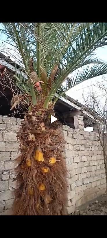 Bağ və bostan üçün digər məhsullar lalafo.az -da Bağ və bostan üçün digər məhsullar