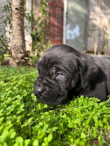 Kane-Korso, 2 ay, Dişi, Peyvəndli, Ünvandan götürmə lalafo.az -da Kane-Korso, 2 ay, Dişi, Peyvəndli, Ünvandan götürmə