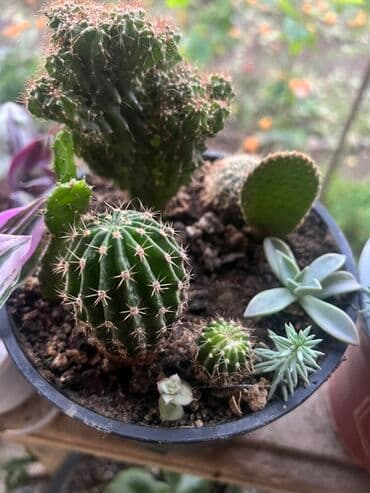 Удобрения: Müxtəlif dekorativ otaq bitkiləri kolleksiyası - Kompozit sükulent at lalafo.az — 2 Удобрения: Müxtəlif dekorativ otaq bitkiləri kolleksiyası - Kompozit sükulent — 2