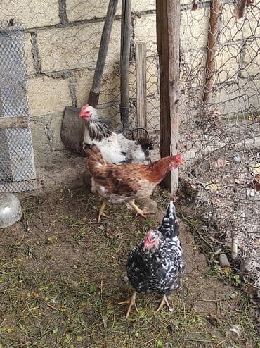 Toyuqlar lalafo.az -da Toyuqlar