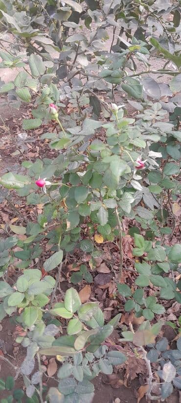 Məhsul: Gül kolları (qızılgül fidanları) Təsvir: - Açıq torpaq və ya lalafo.az -da Məhsul: Gül kolları (qızılgül fidanları) Təsvir: - Açıq torpaq və ya