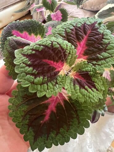 Butun guleri endirimnen satiram ancag xanimlara satiw olur cox gul lalafo.az -da Butun guleri endirimnen satiram ancag xanimlara satiw olur cox gul