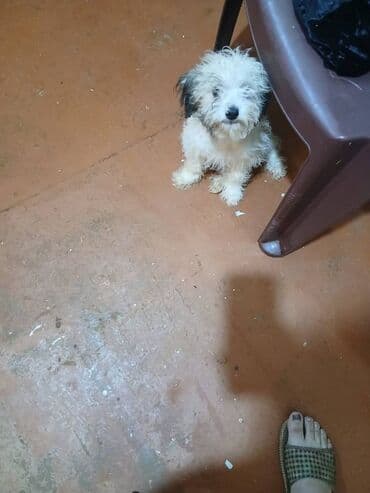 Pudel, 2 ay, Dişi lalafo.az -da Pudel, 2 ay, Dişi