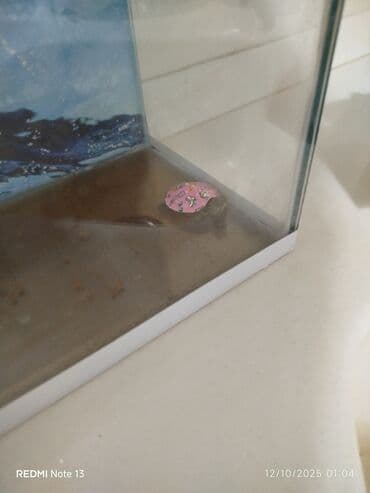 Tıspaga bakamıyorum ondan satıyorum zamanım olmuyor unvan yasamal lalafo.az -da Tıspaga bakamıyorum ondan satıyorum zamanım olmuyor unvan yasamal