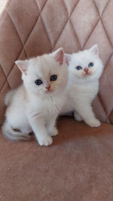 Продаются серебристые и колор пойнт шиншиллы мальчик и девочка. К lalafo.az -da Продаются серебристые и колор пойнт шиншиллы мальчик и девочка. К